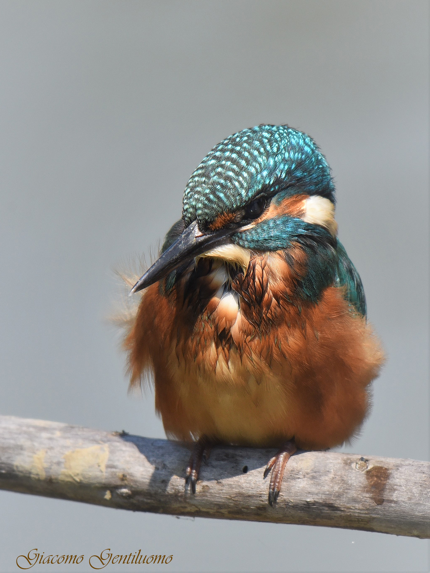 martinpescatore imbronciato