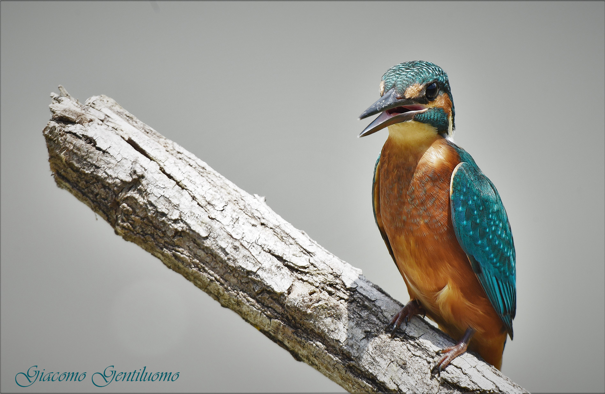 martinpescatore...bla, bla