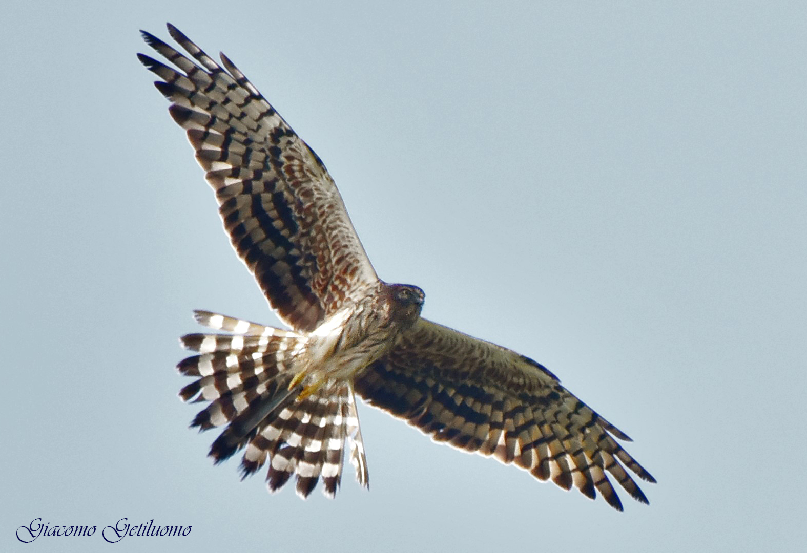 albanella minore in volo