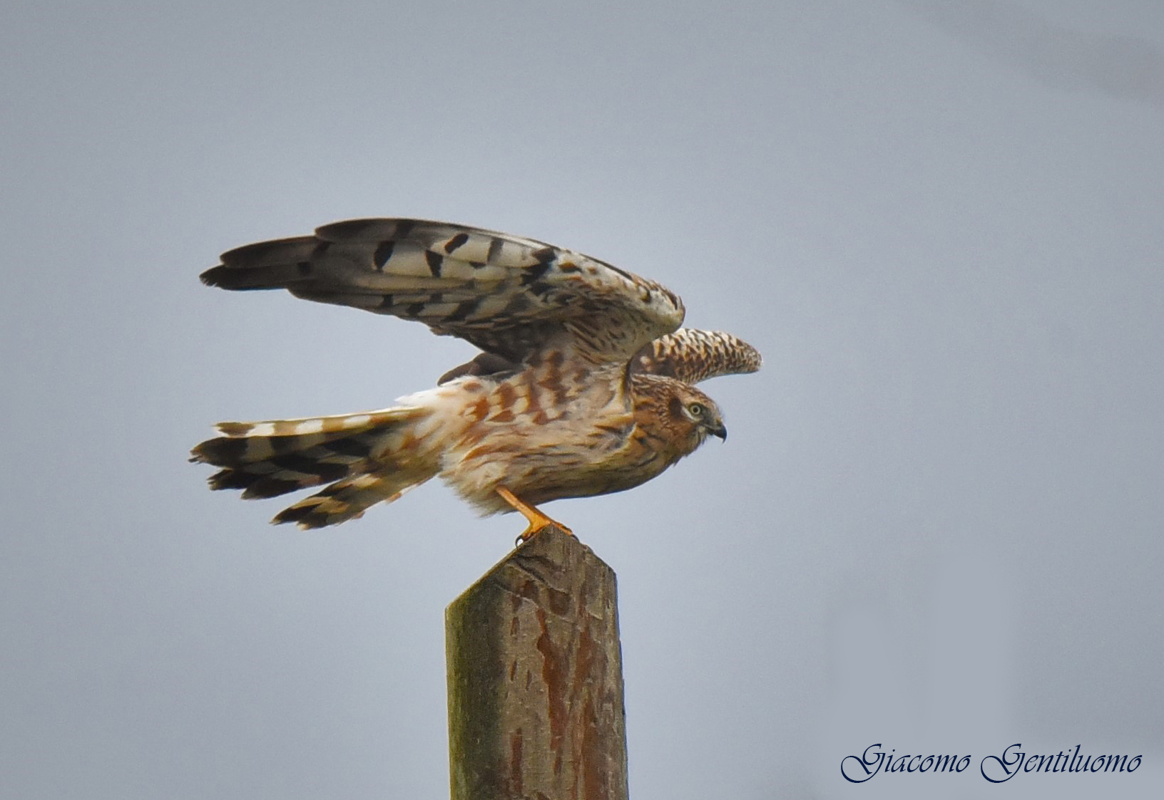 albanella minore posata