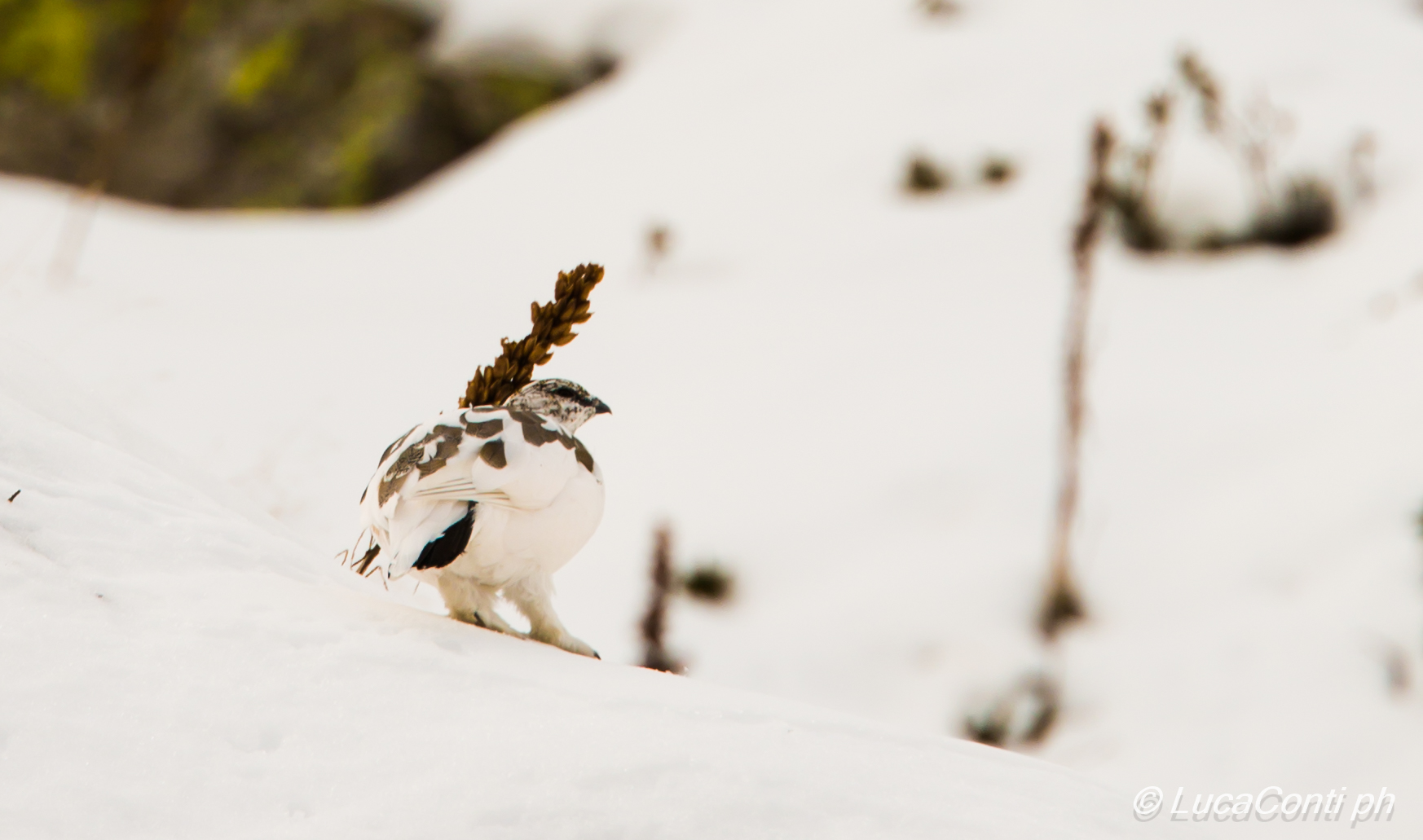 Ptarmigan female (valsassina)