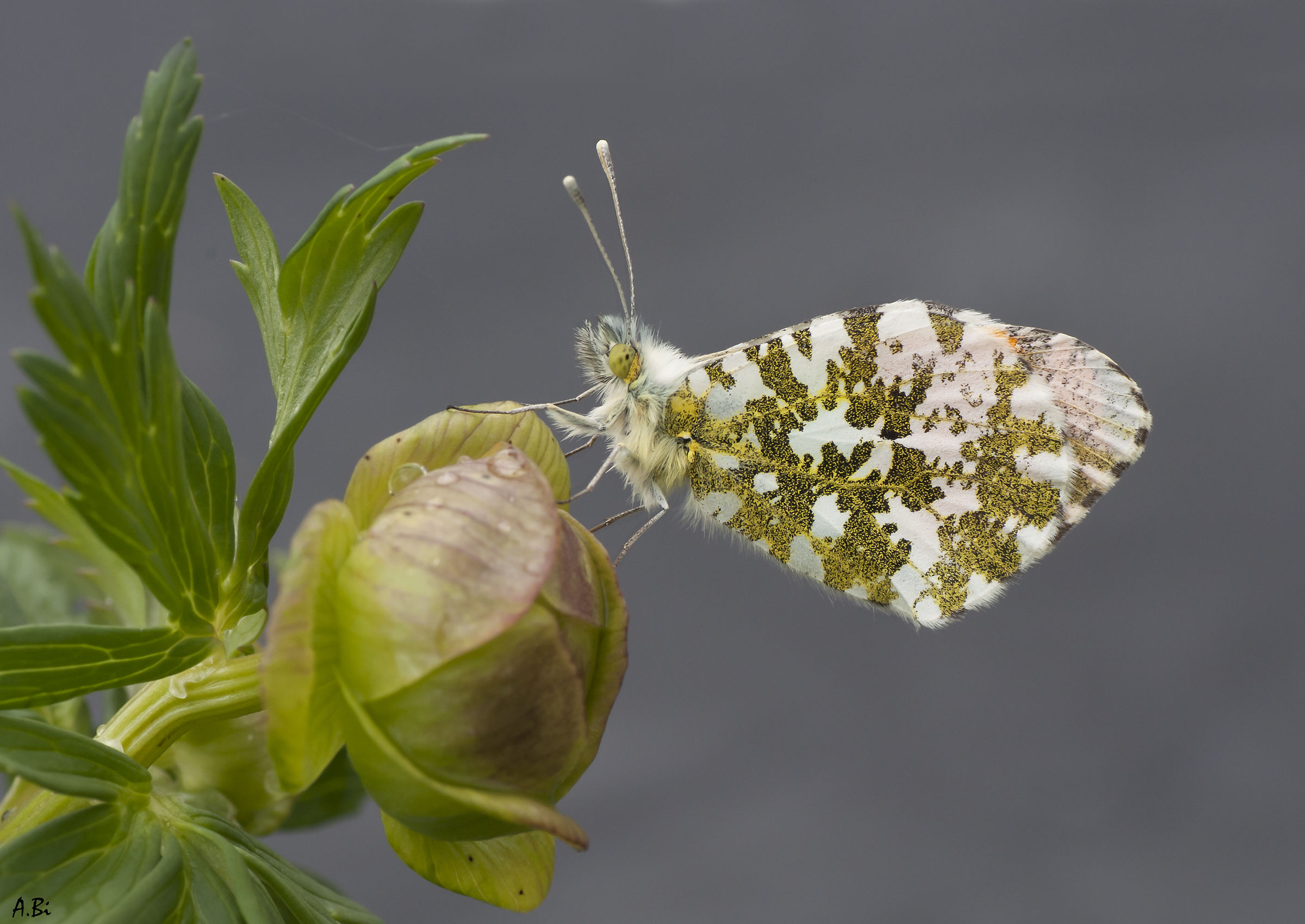 Anthocharis cardamines on pulsantilla