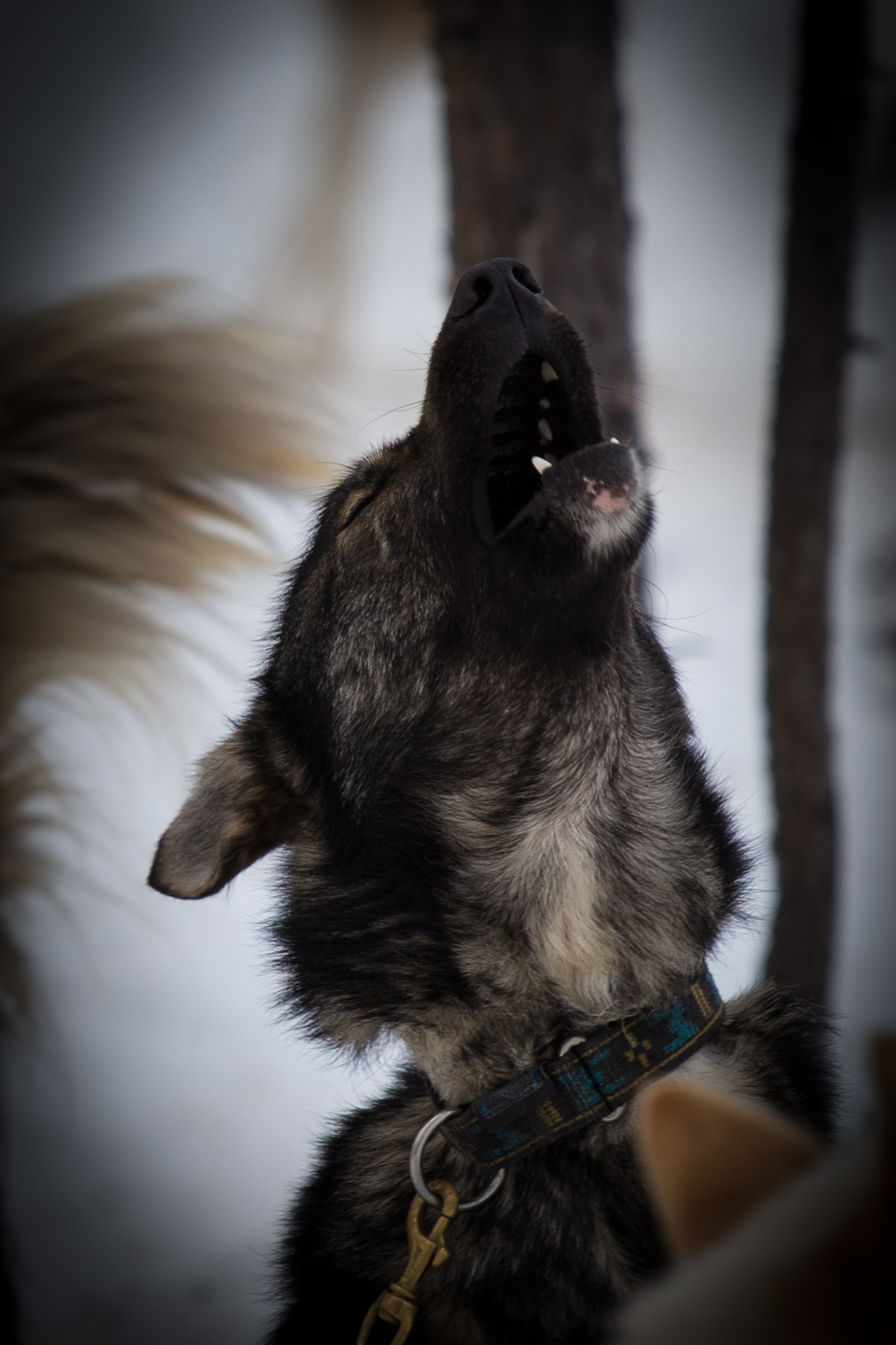 lake inari - snow dog 2