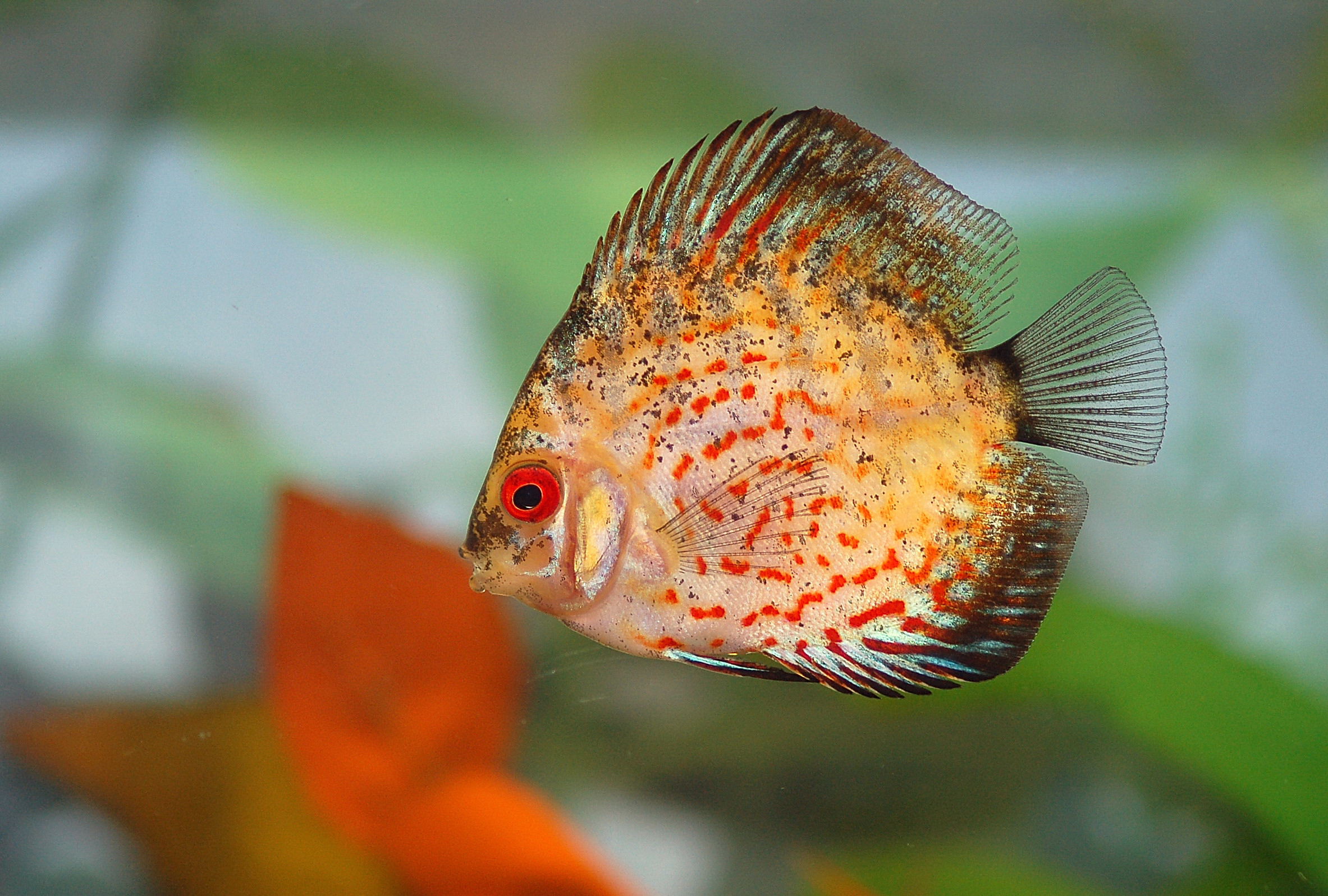 discus 1