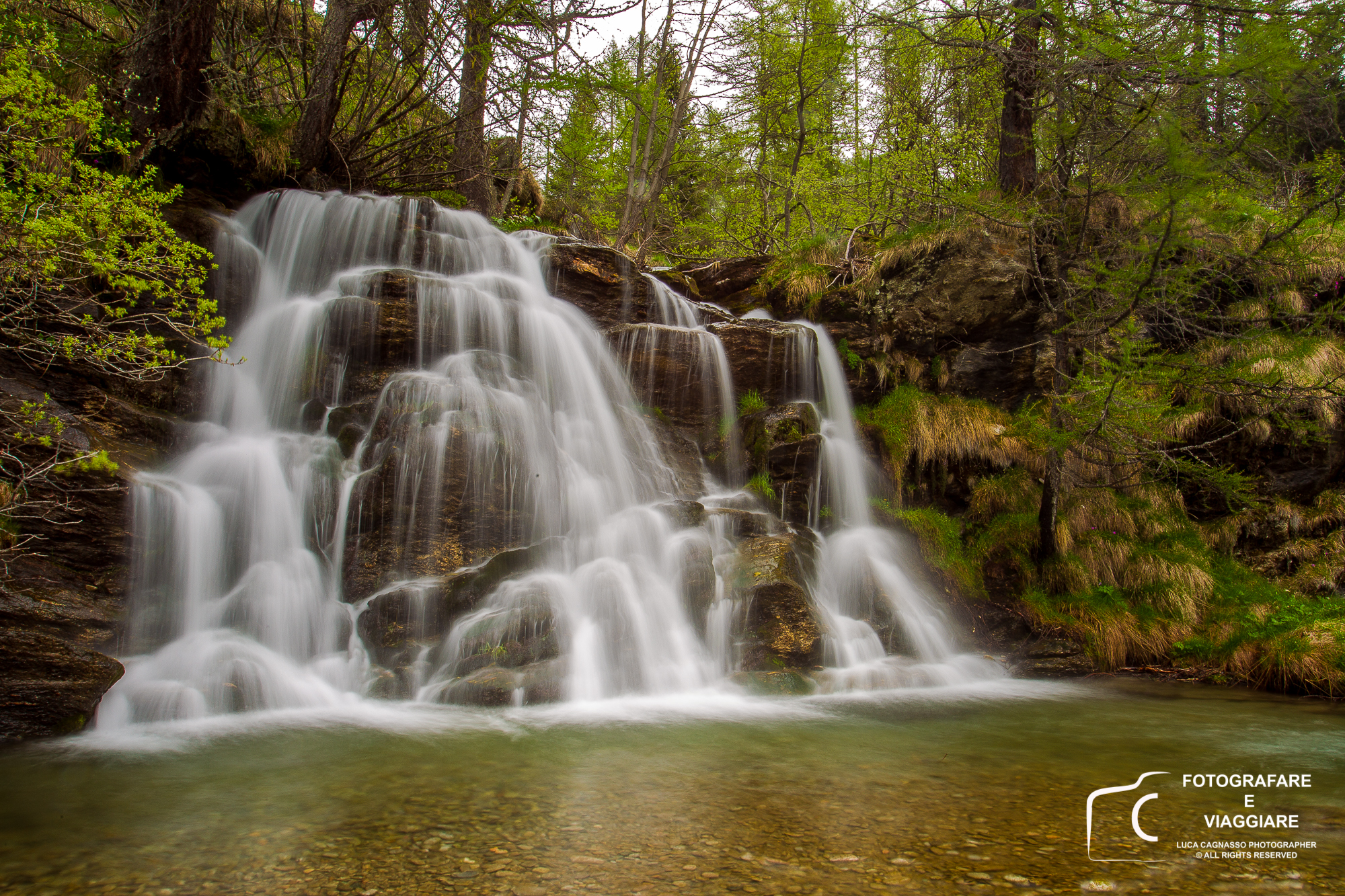 The enchanted forest