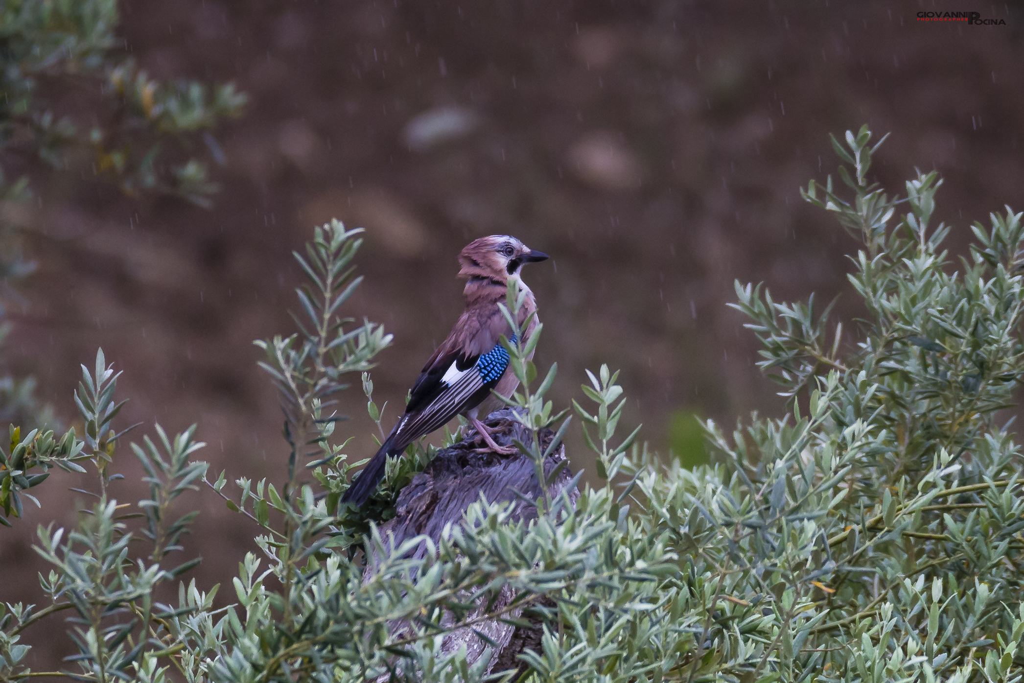 Ghiandaia (Garrulus glandarius)