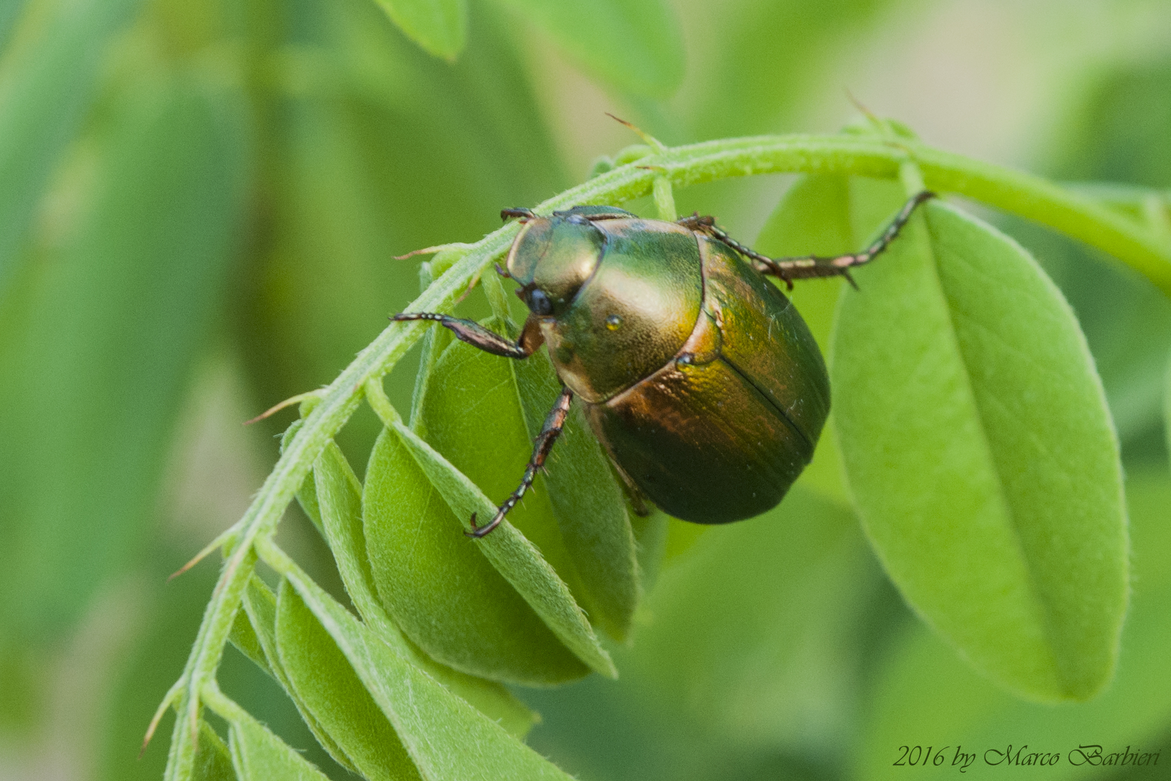 Chrysina woodi