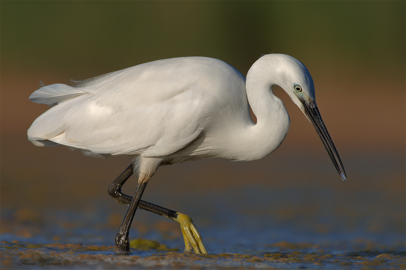 egret at sunset