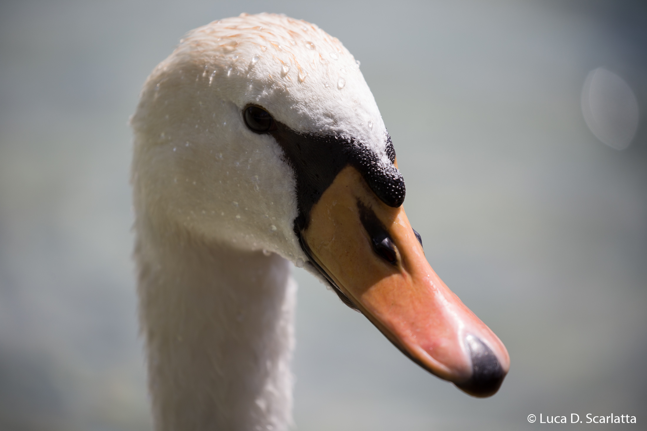 Le Cygne au Lac d'Annecy