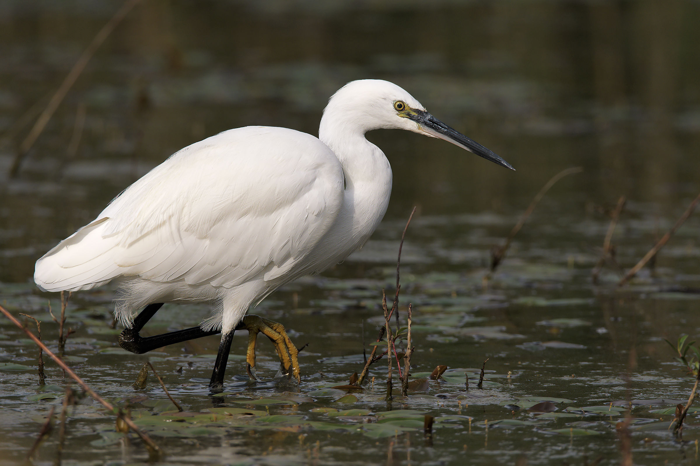 egret