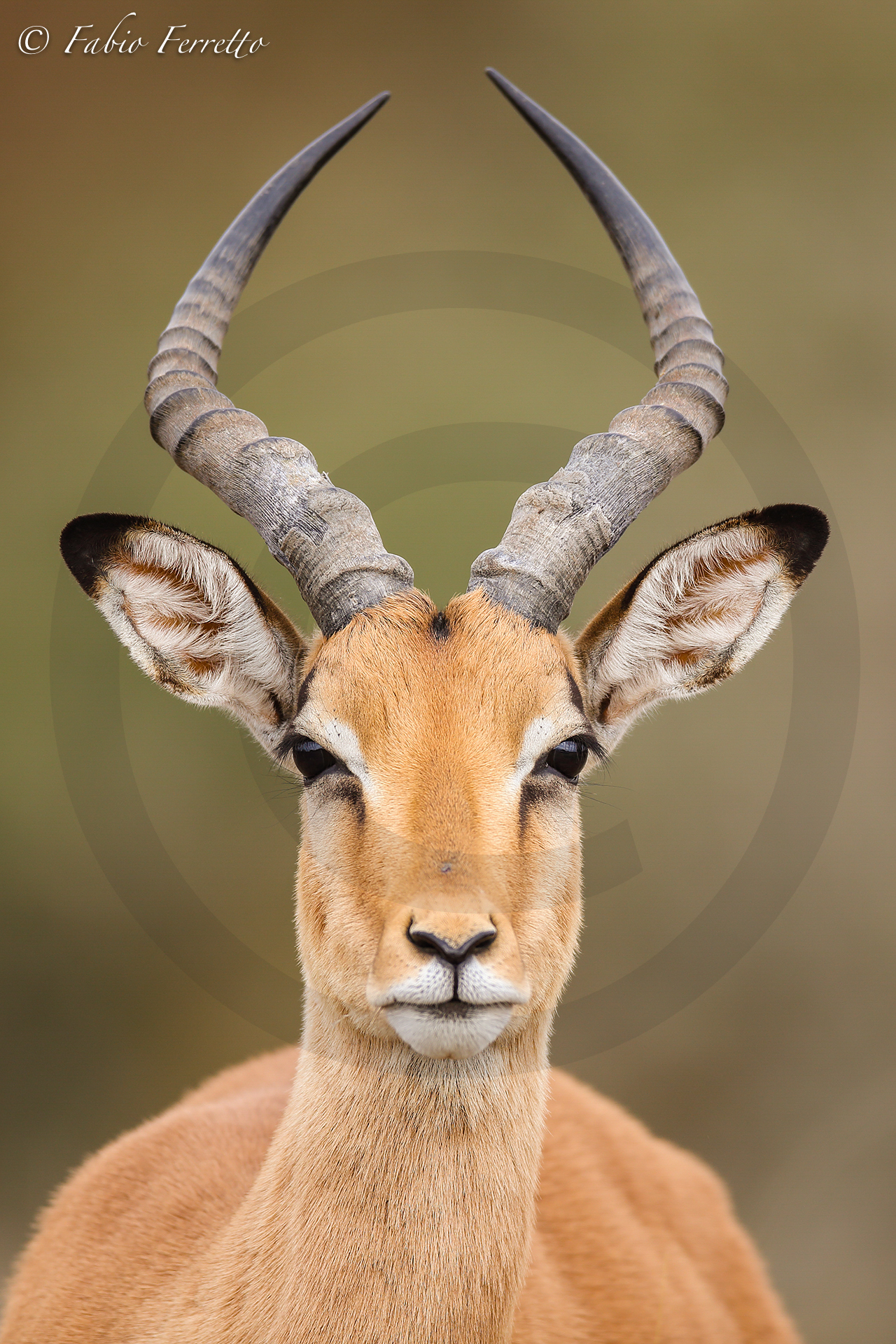 Portrait of impala