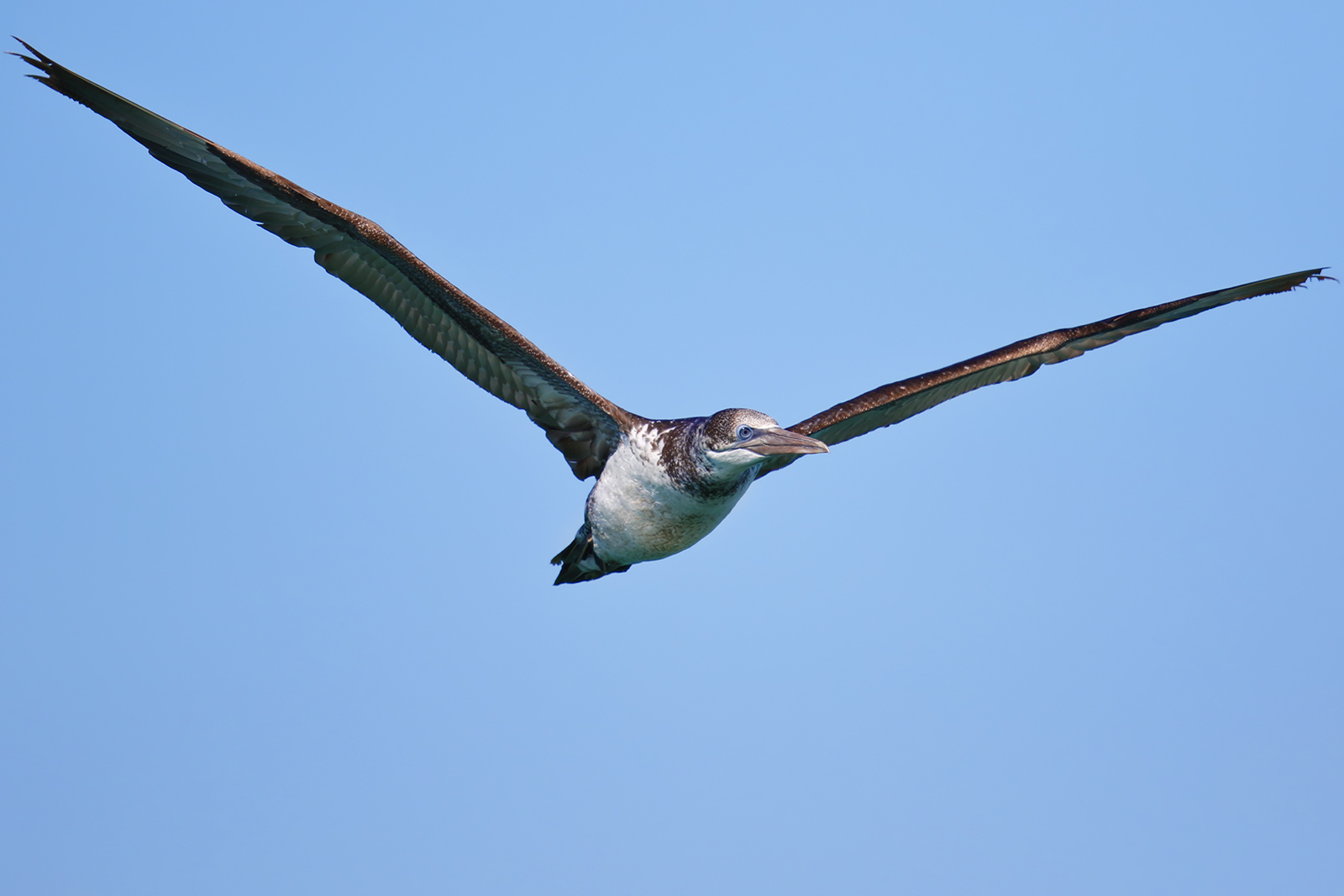 Northern Gannet juv.