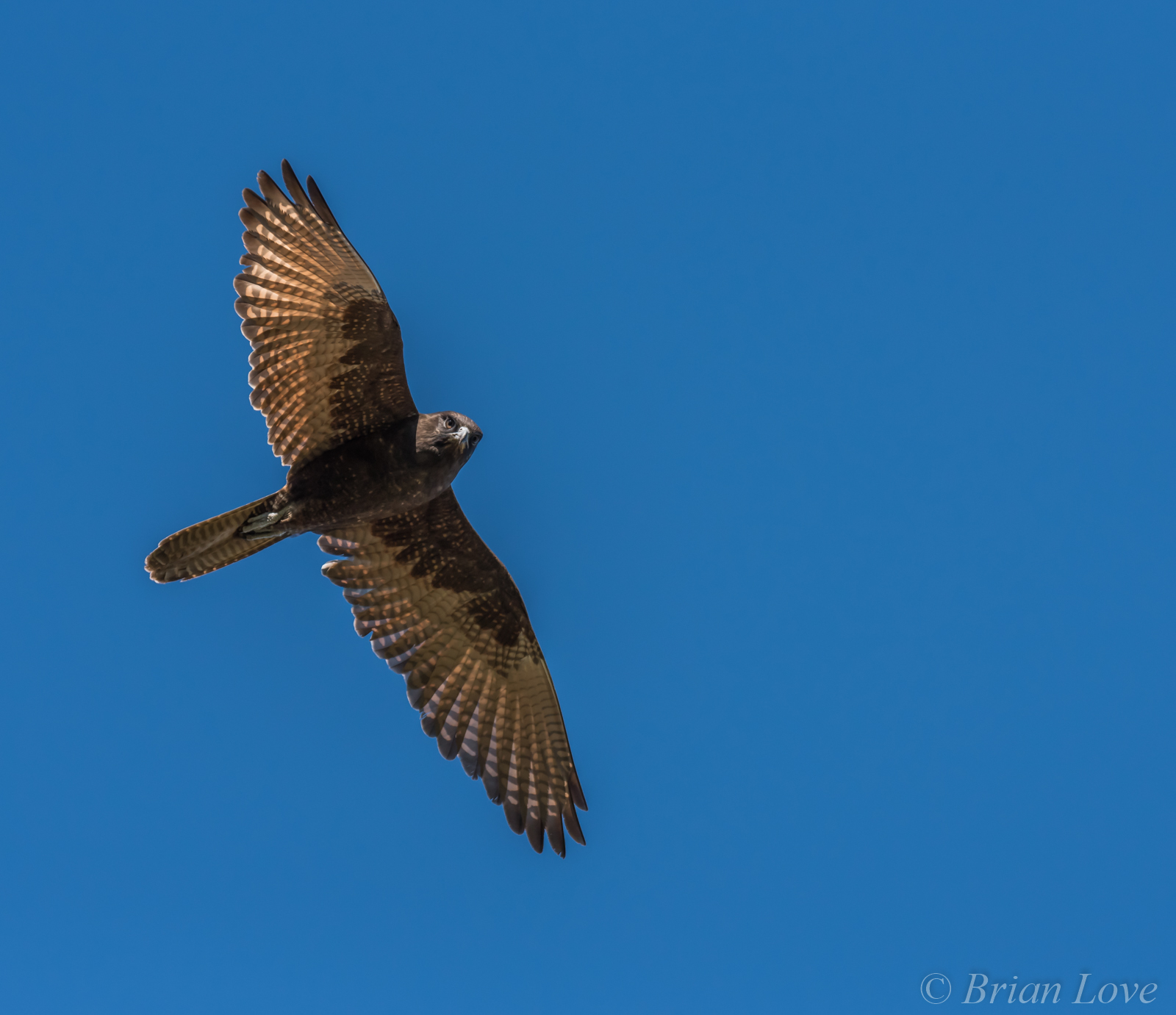 Brown Falcon