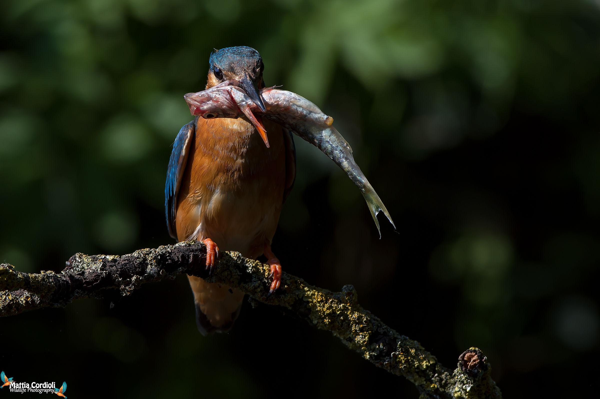 Geneva and the Whale!
