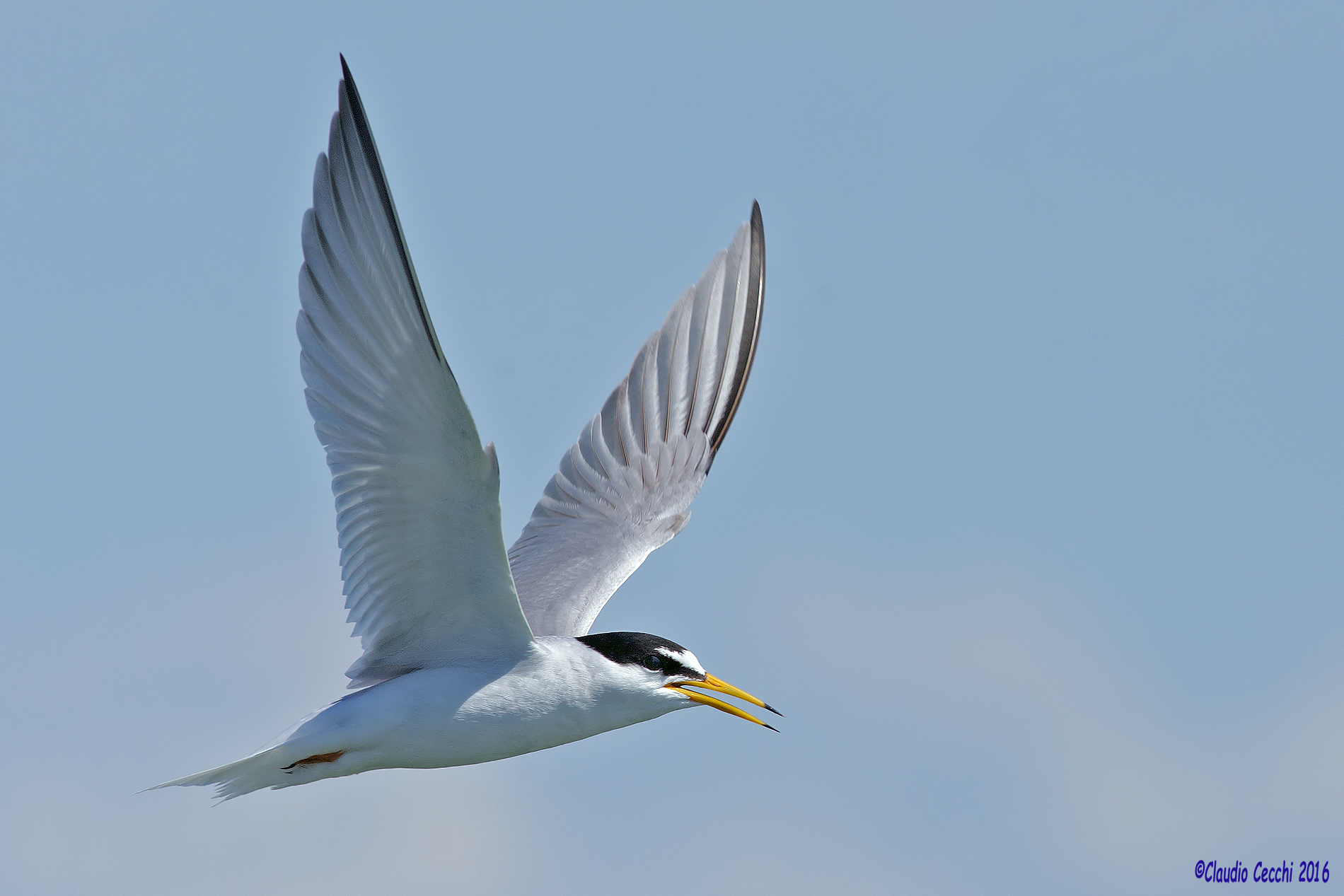 Little Tern