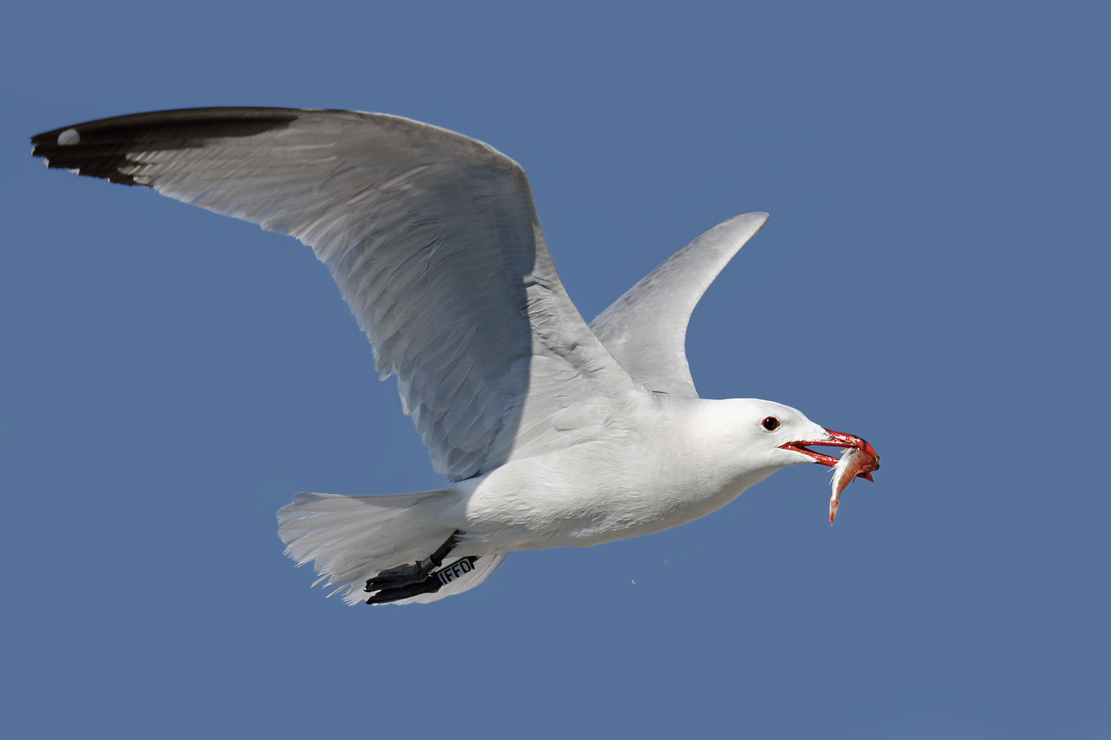 gull