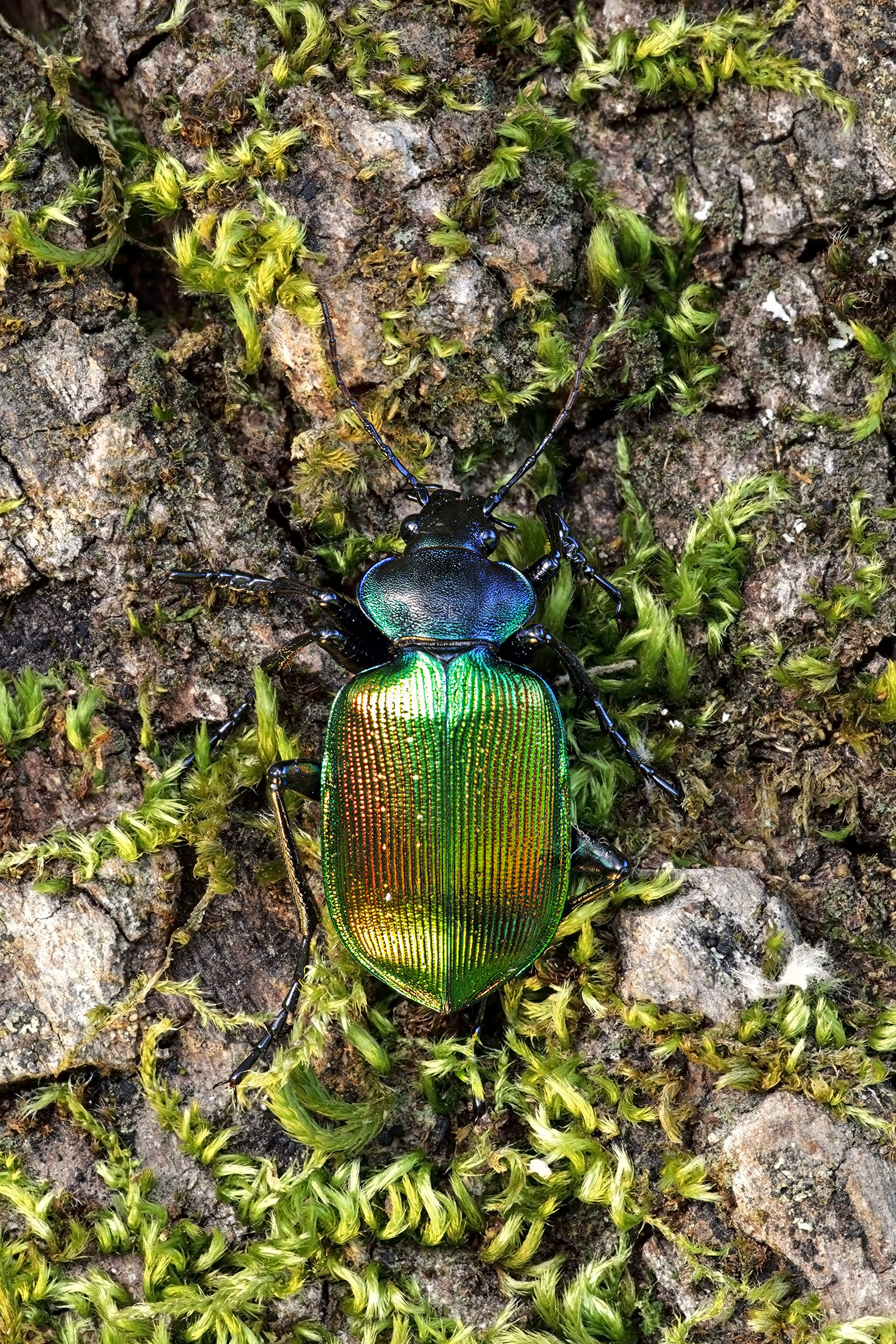 Calosoma Stacking