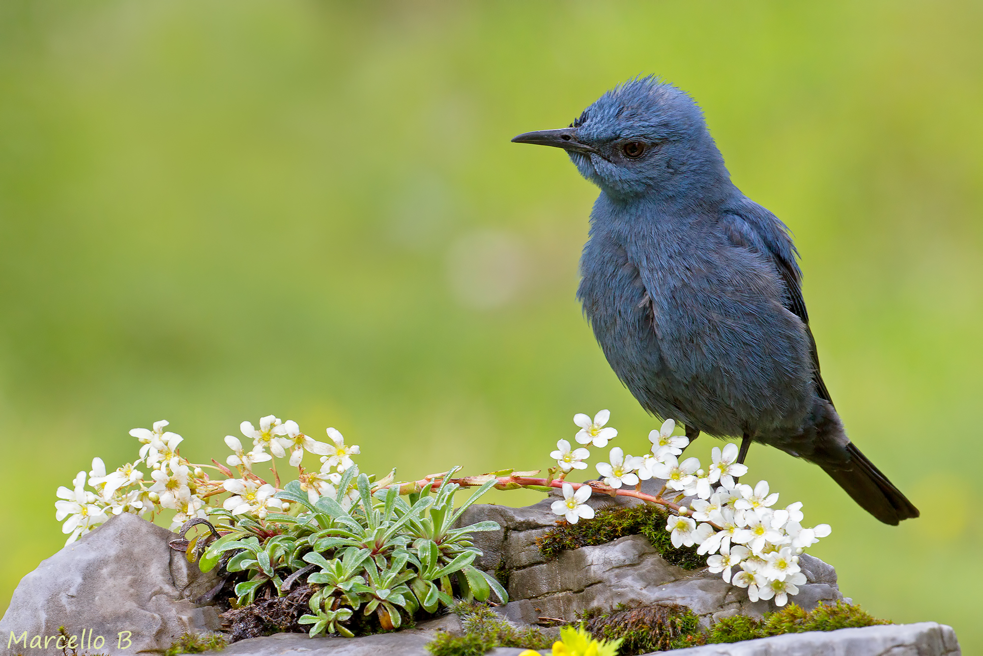 Thrush - Apuan Alps.