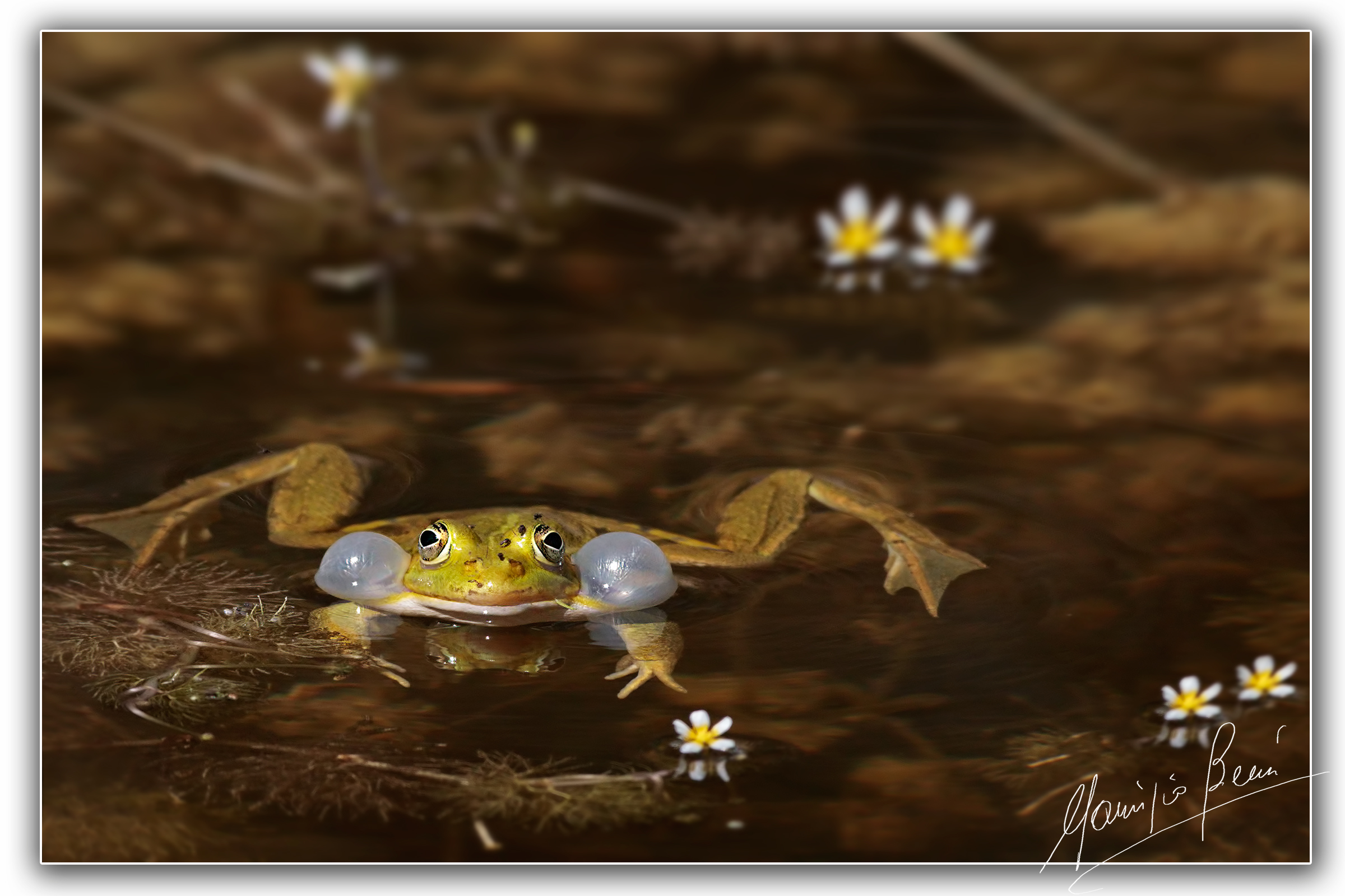 The RE in his garden