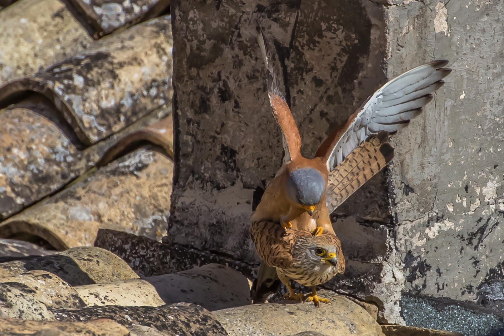 lesser kestrel