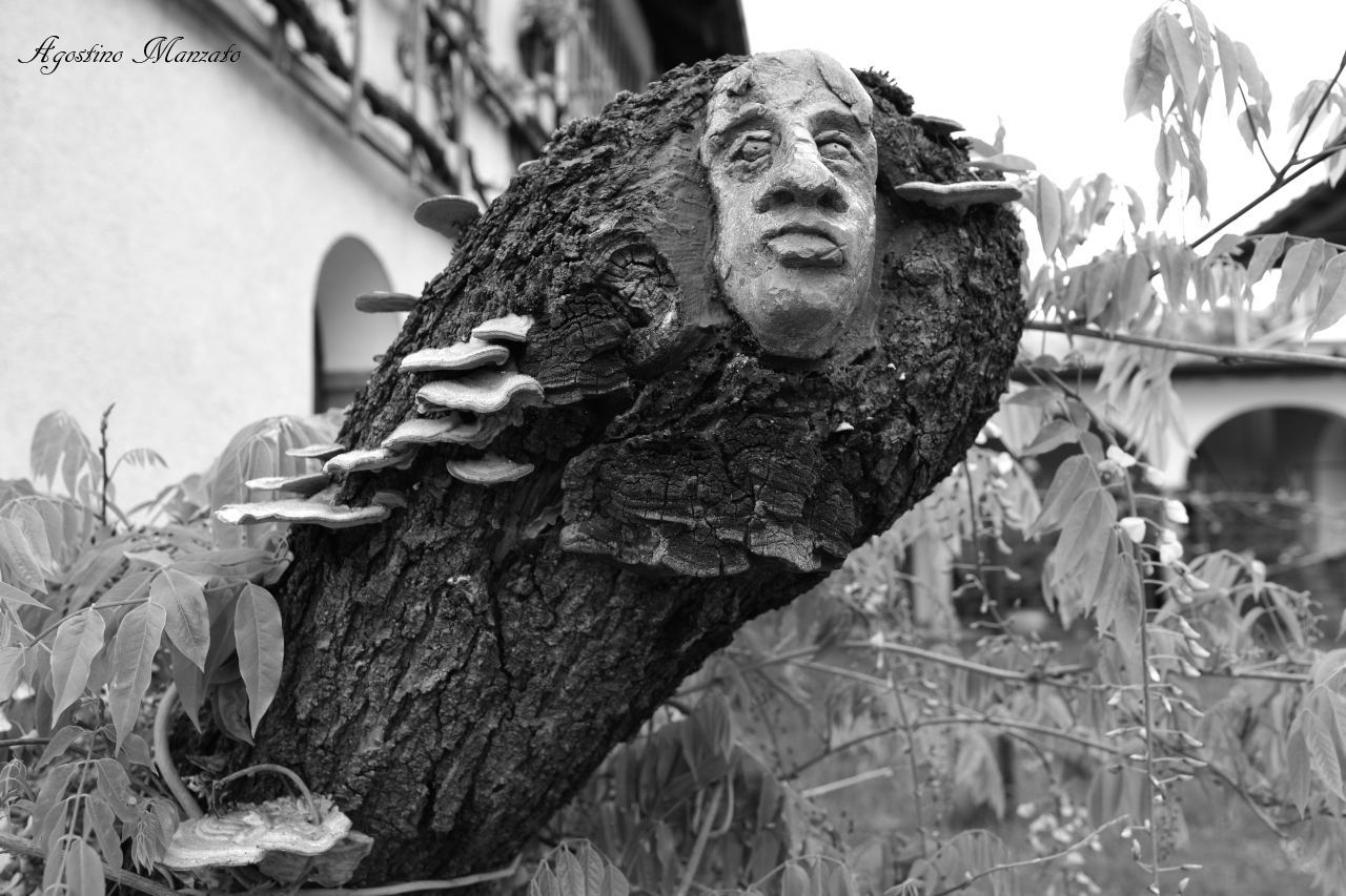 The soul of the old trunk