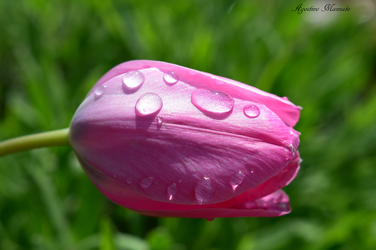 gocce di pioggia sul tulipano