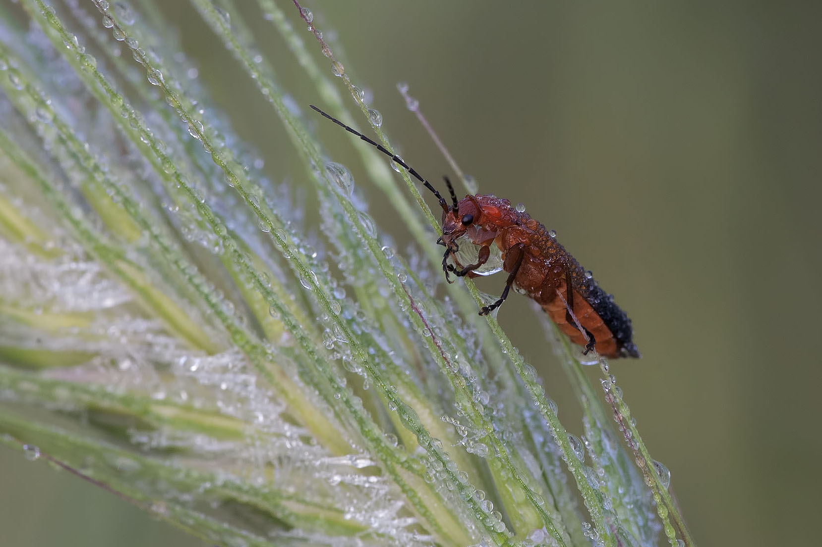 Rhagonycha Fulva- Cantharidae