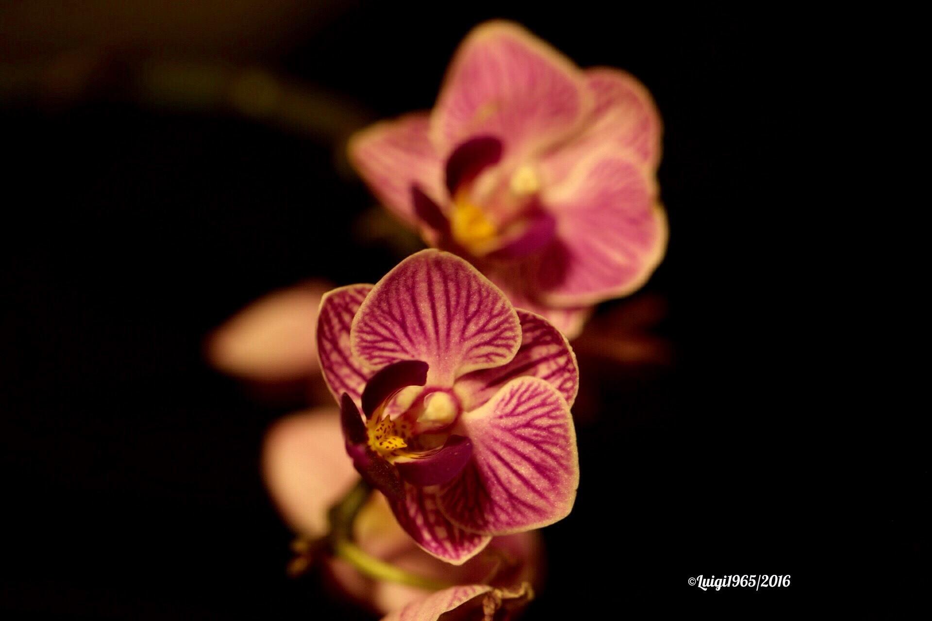 Orchid