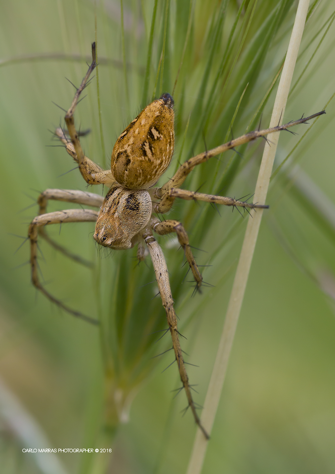 Oxyopes etherophtalmus
