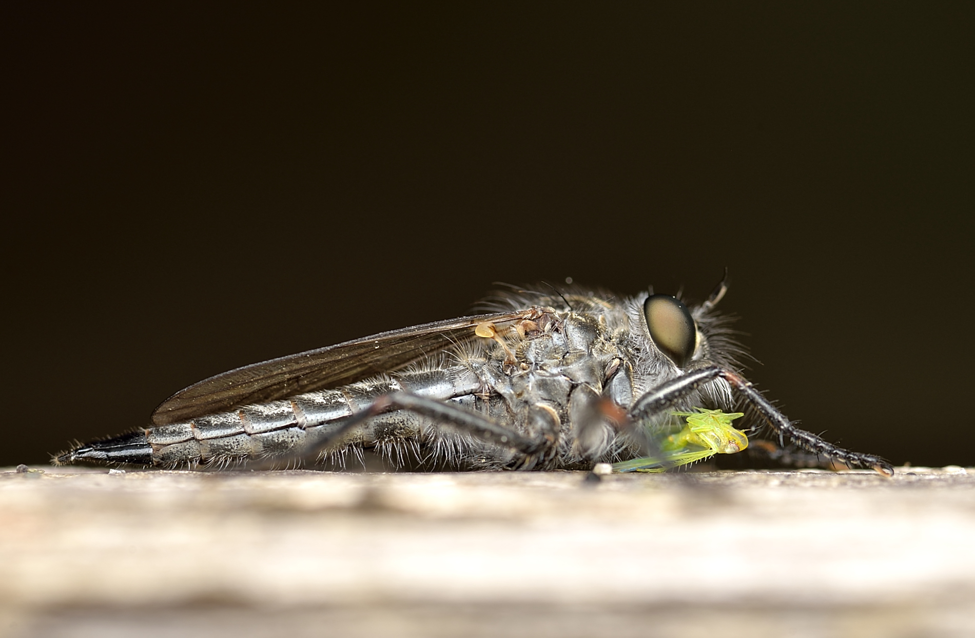 (Asilidae)  Mosca predatrice !