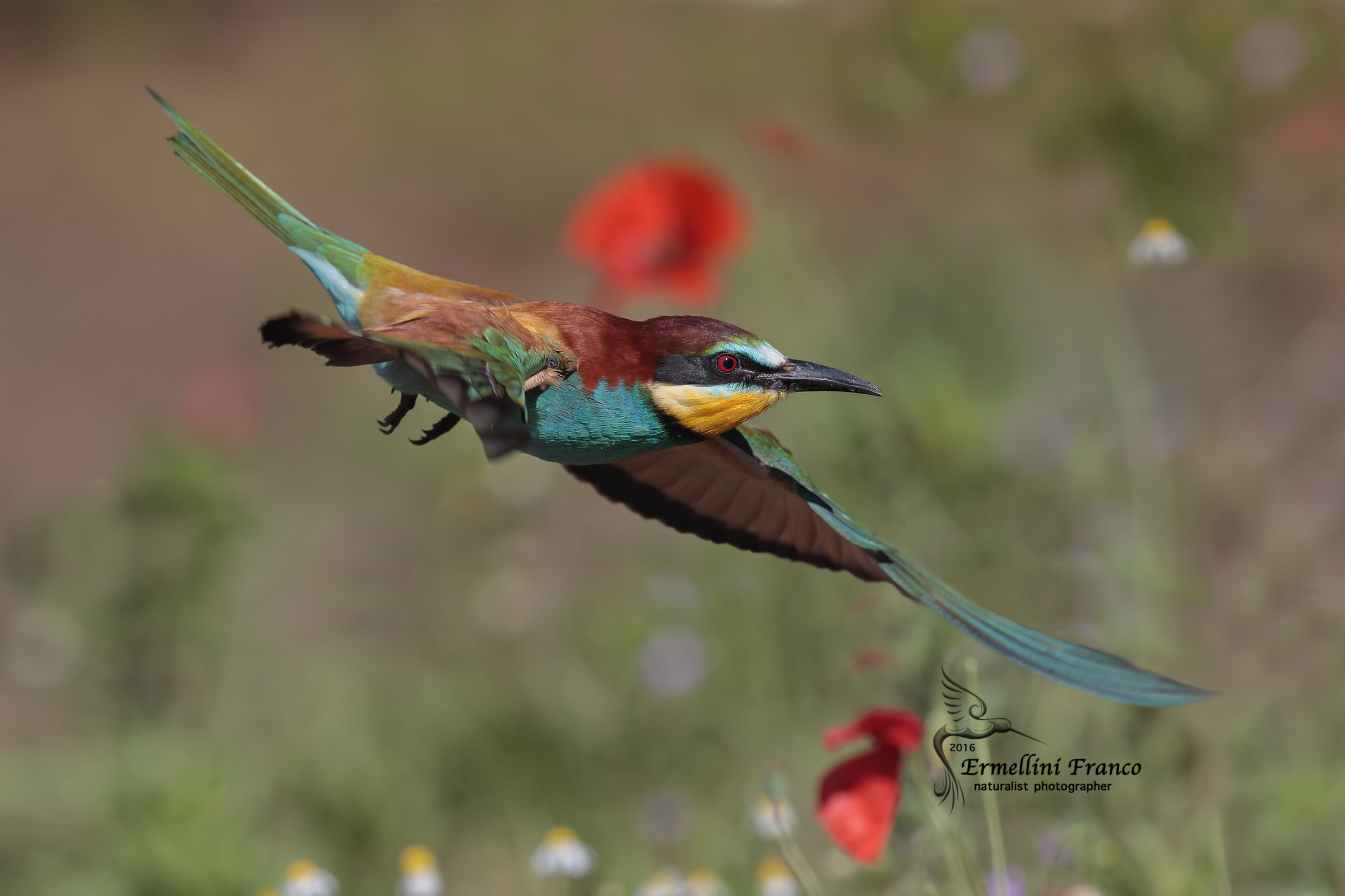Bee Eater