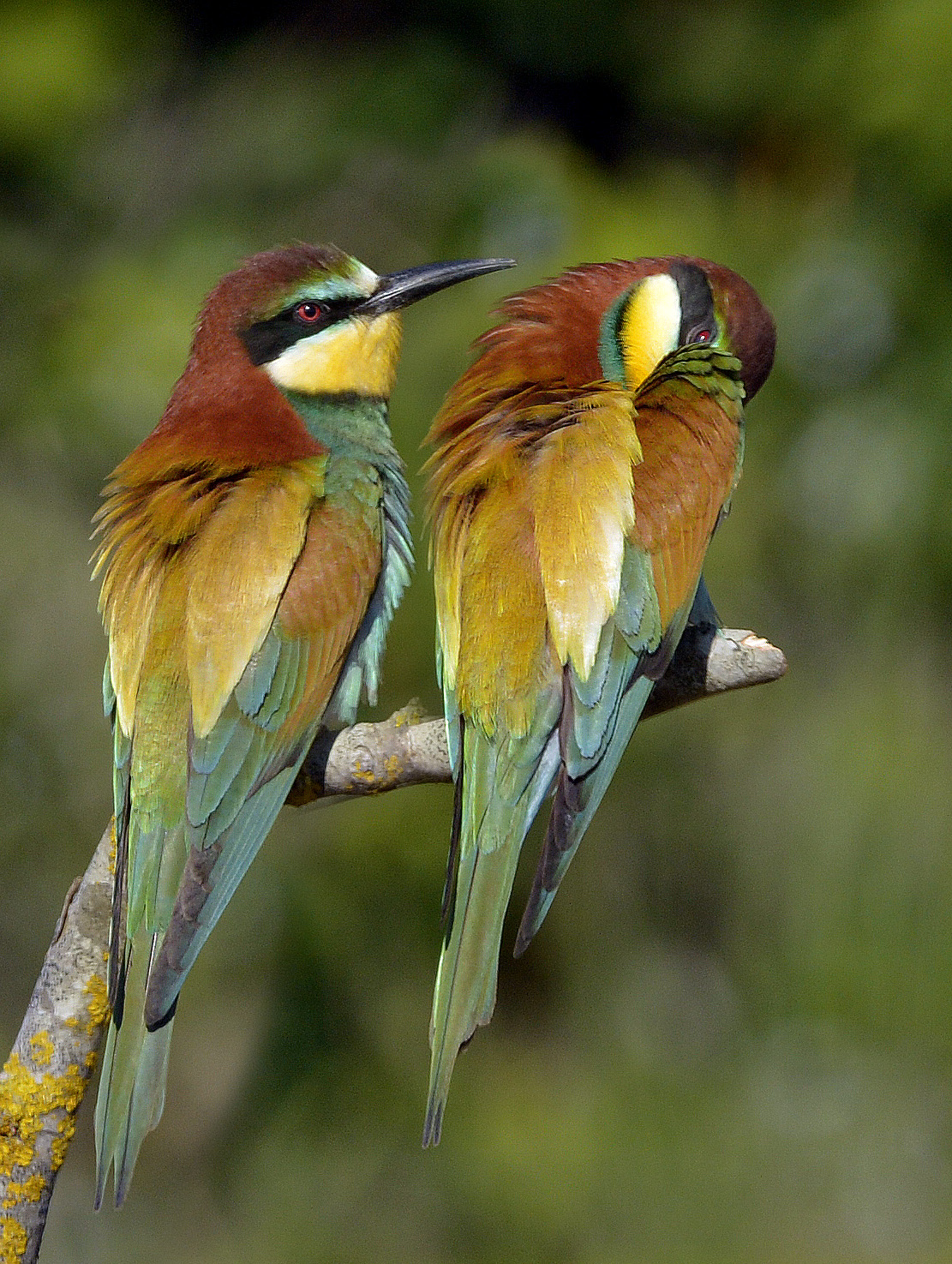 No, dai, mi vergogno.