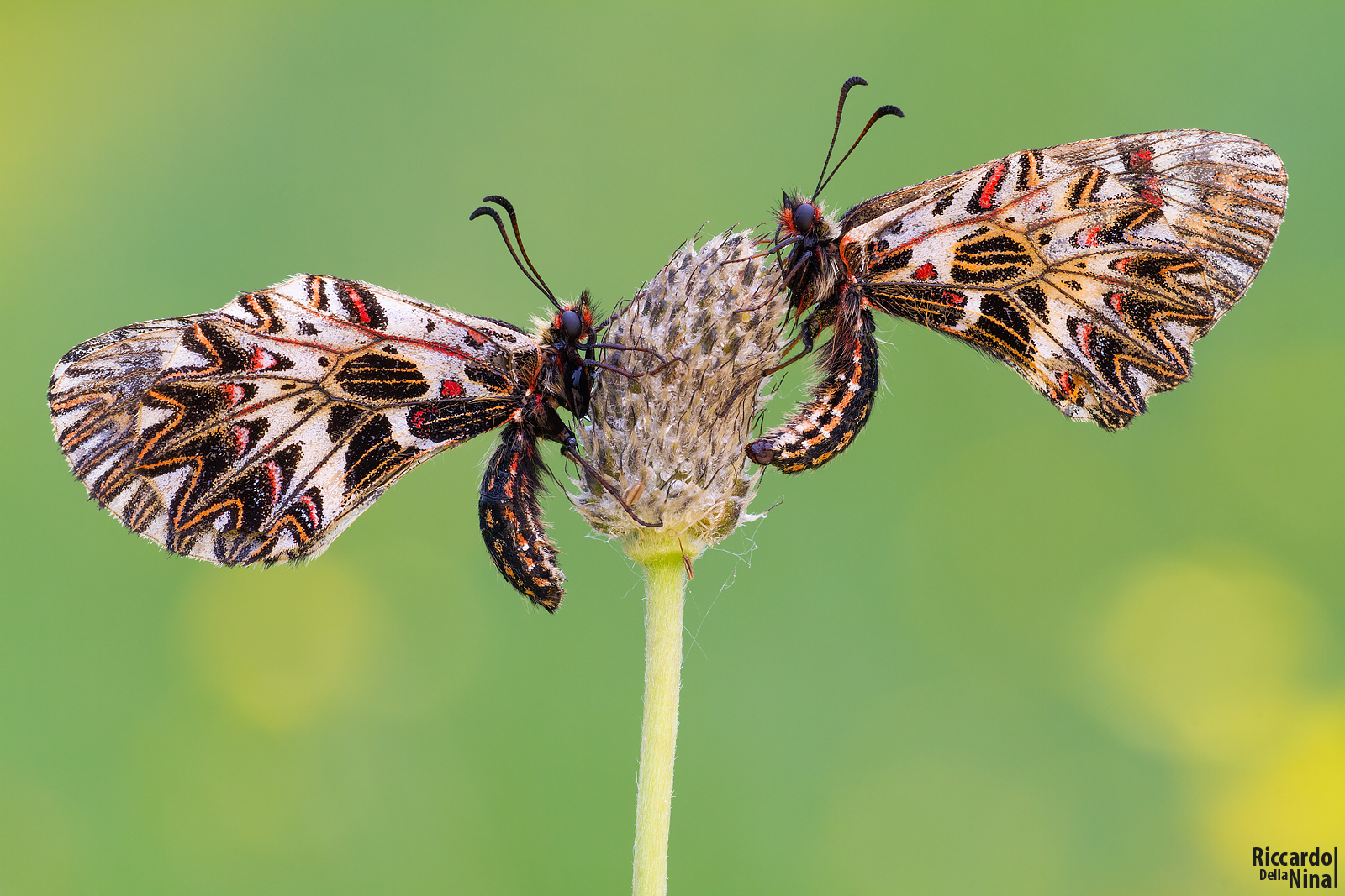 Zerynthia Zerynthia +