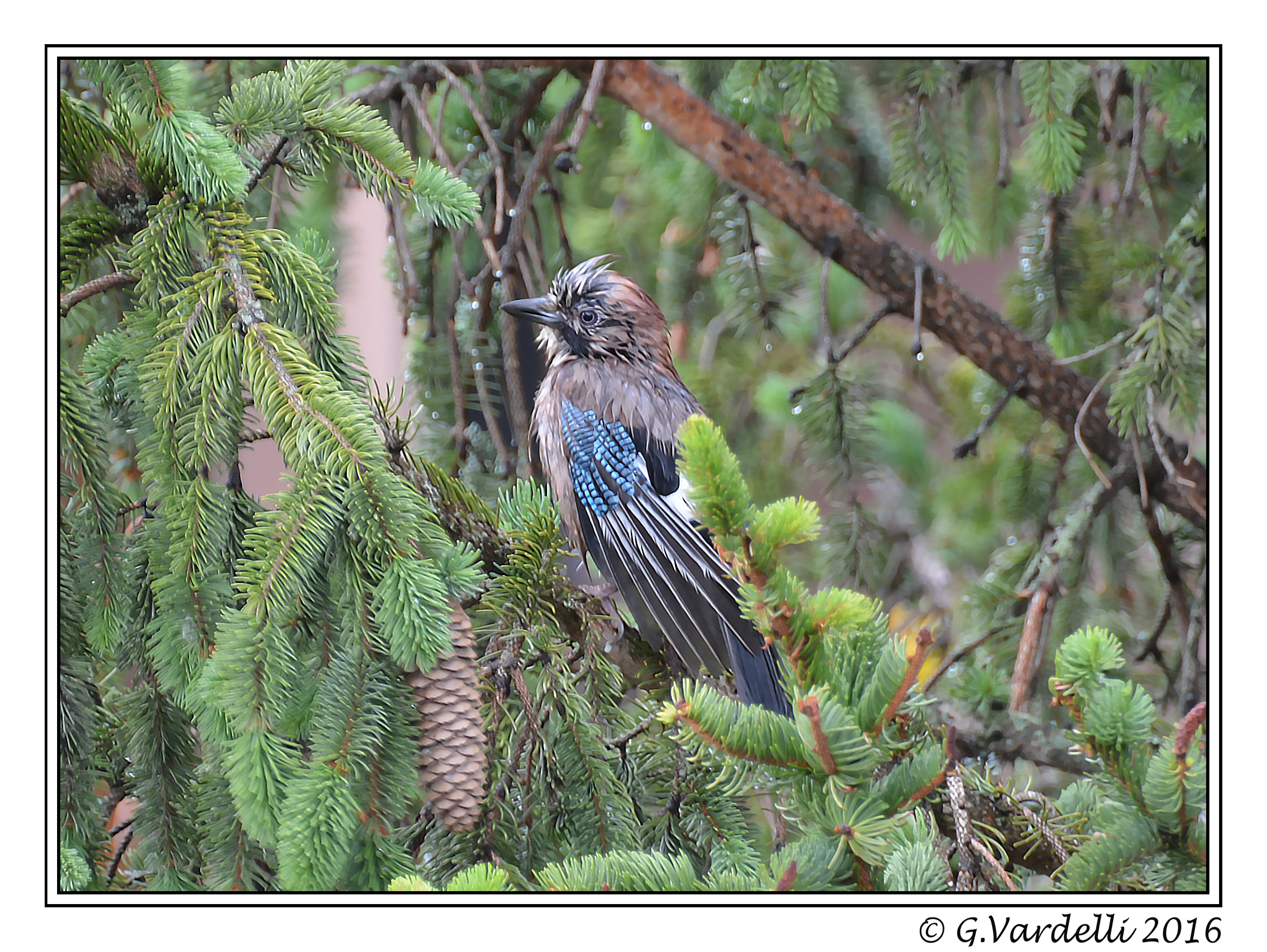 common jay