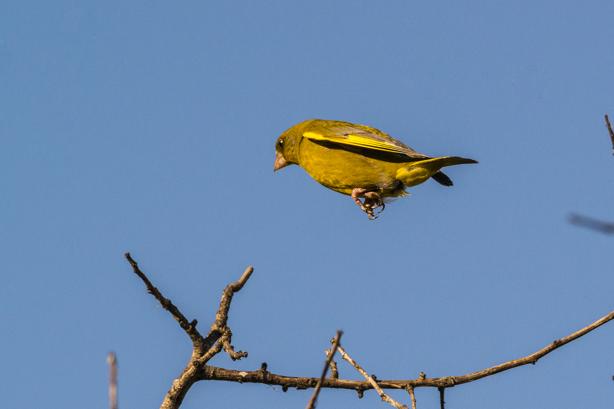 Il salto del Verdone