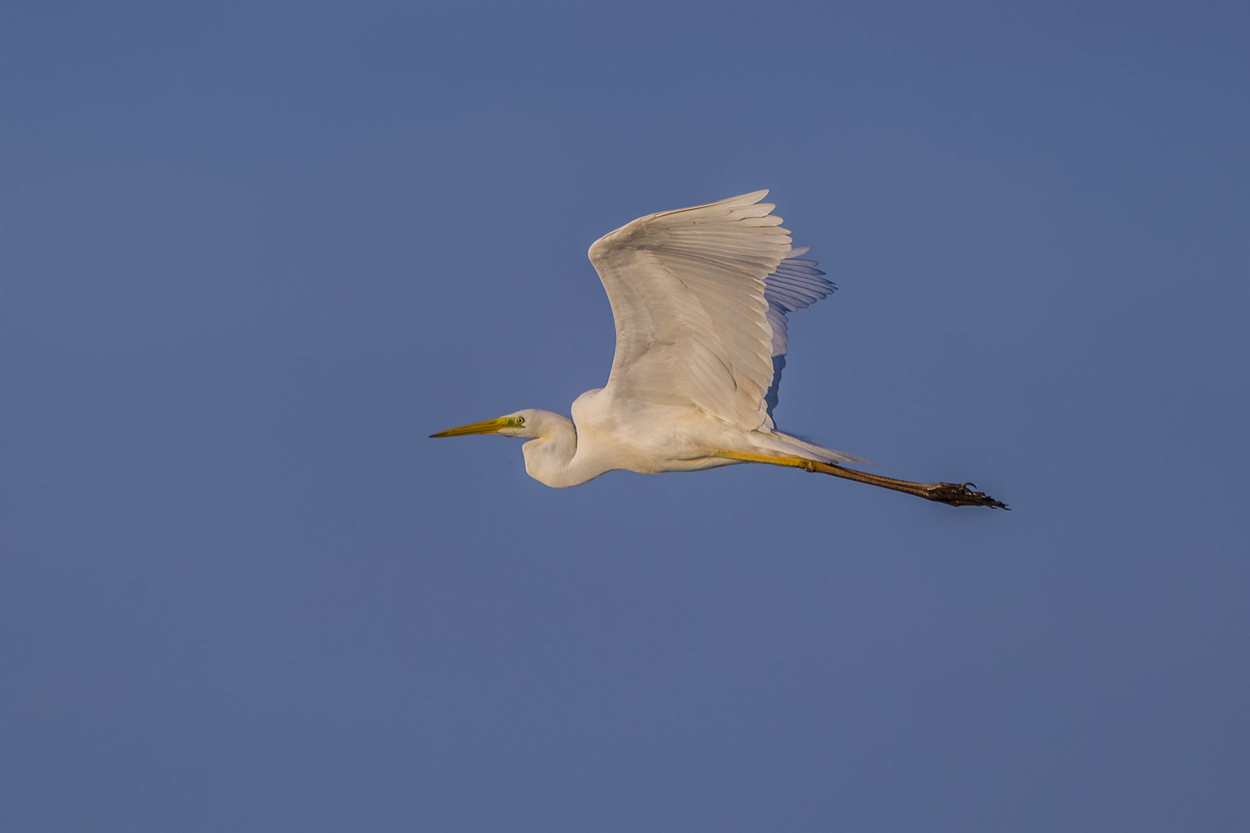 Airone bianco: in volo