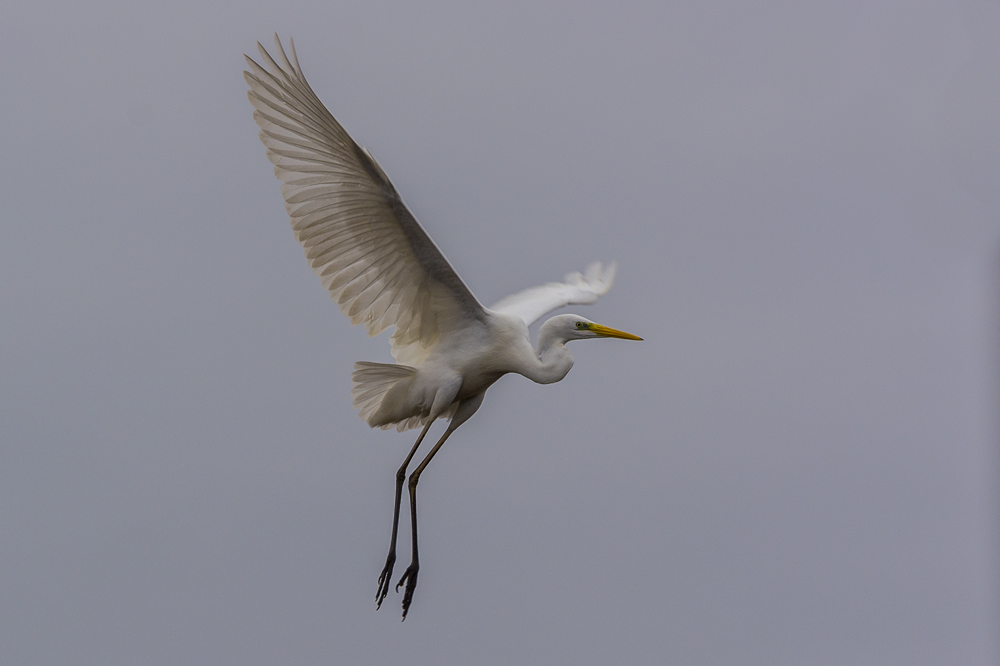 Airone bianco: preparazione per l'atterraggio