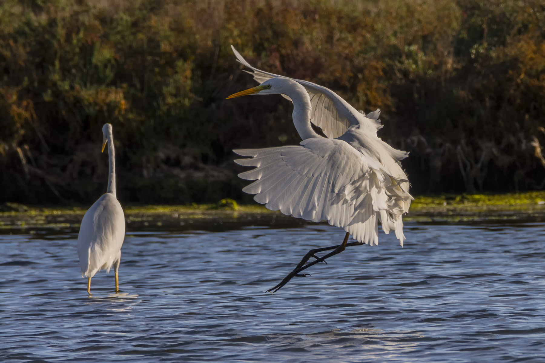 Airone bianco: atterraggio