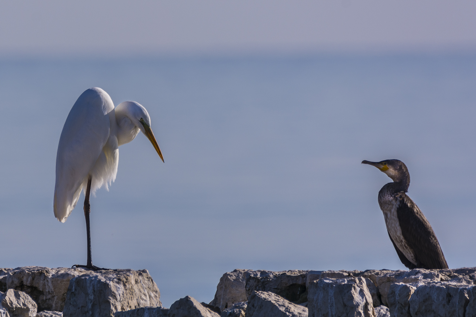 Airone bianco: il confronto