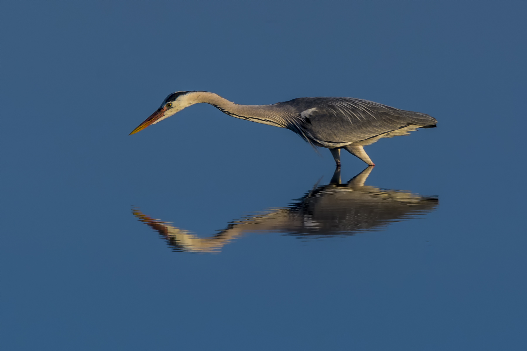 Airone cenerino: alla ricerca di qualcosa di buono