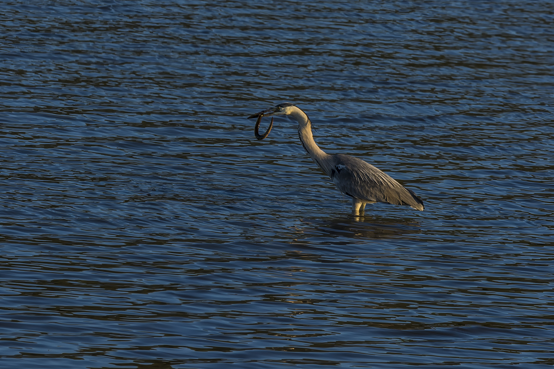 Airone cenerino: pranzo con un'anquilla