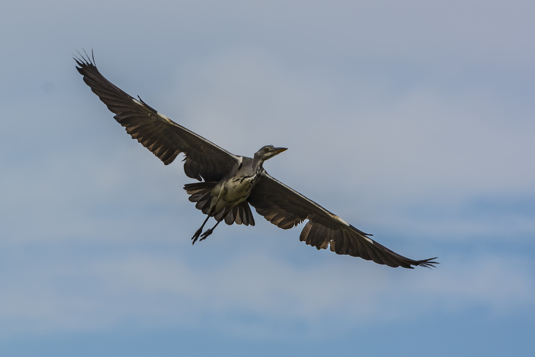 Airone cenerino: volo frontale