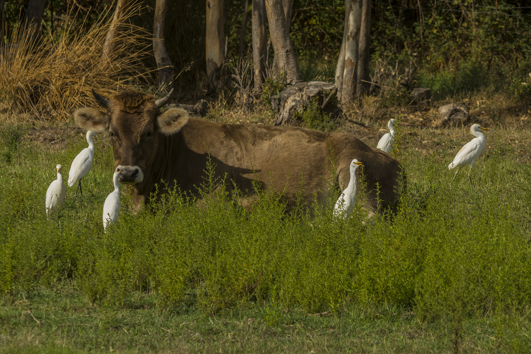 Airone guardabuoi: chissà perche si chiama cos&igrave...