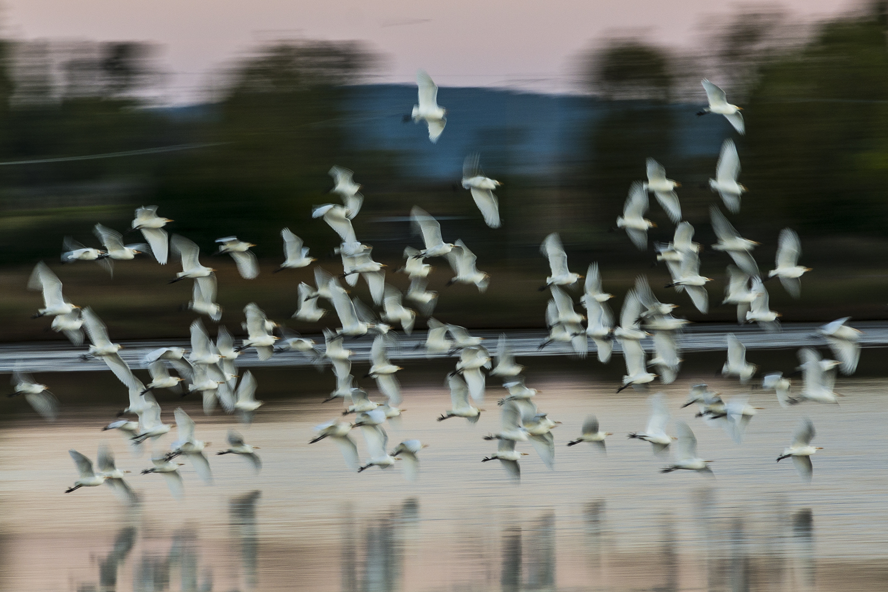 Aironi Guardabuoi: il volo mattutino