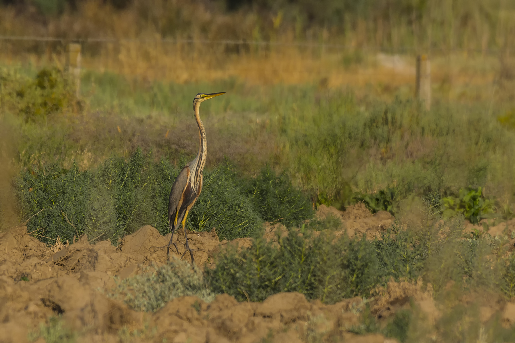 Airone rosso: riposo a terra