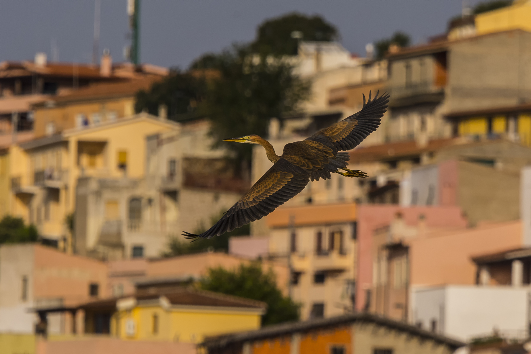 Airone rosso: in volo vicino al paese