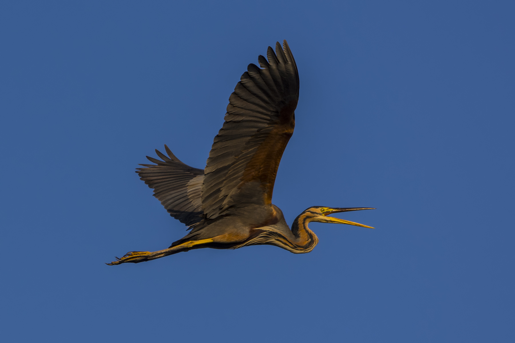 Airone rosso: in volo mattutino