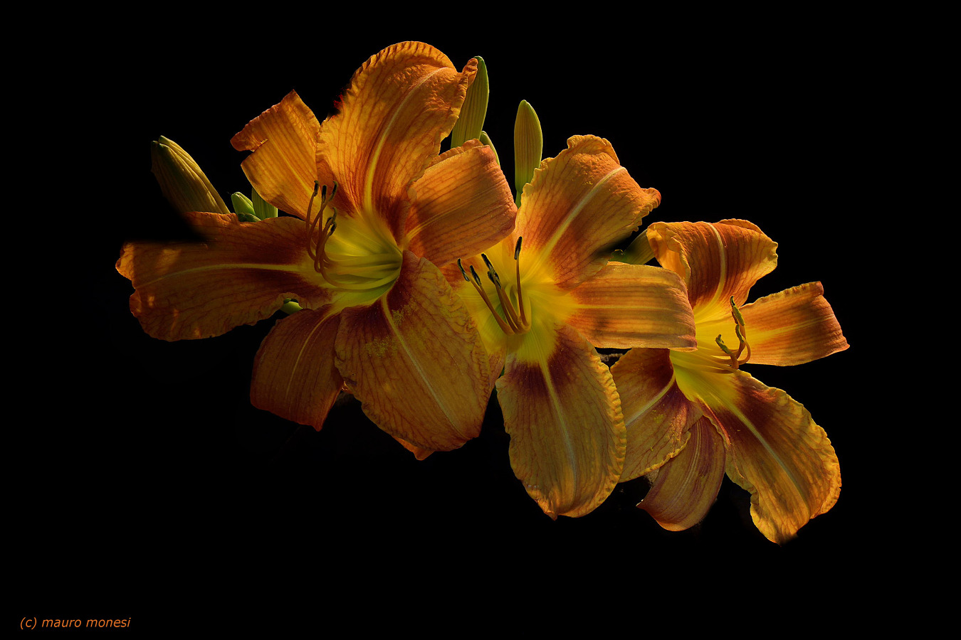 Lilium
