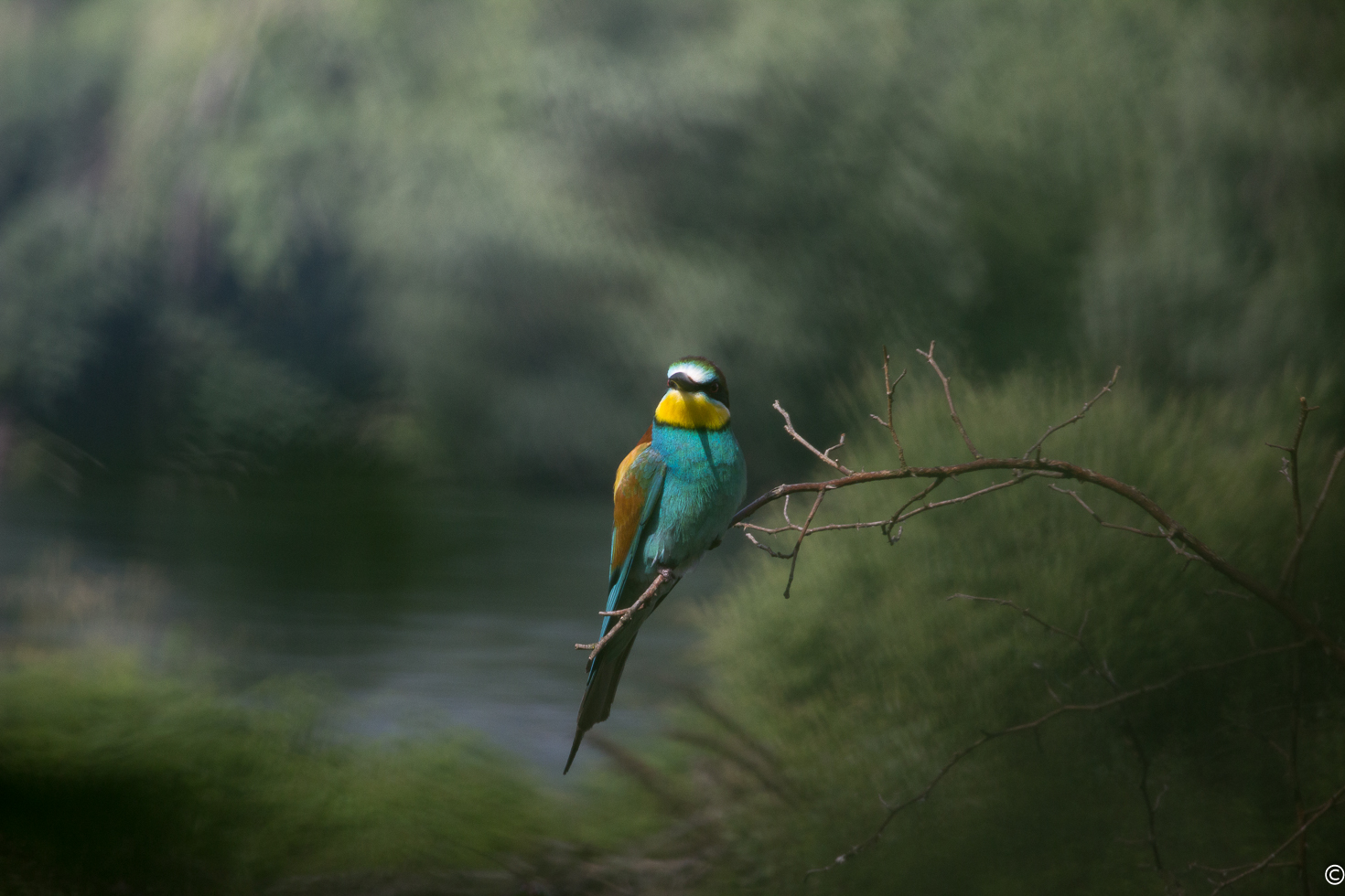Bee Eater