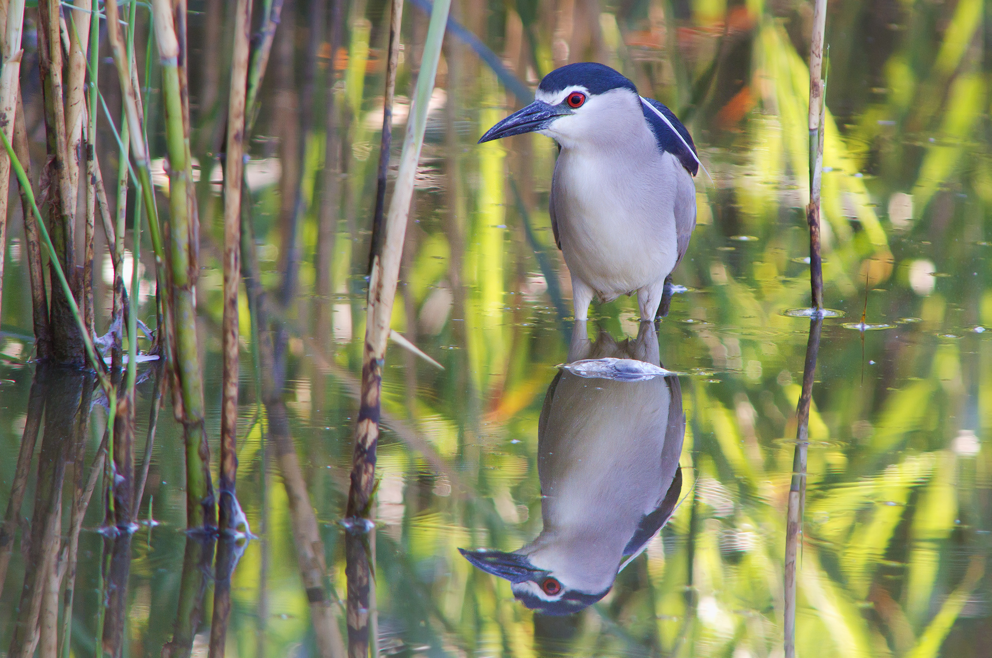 Night Heron